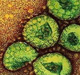 MERS: A New Virus Challenge